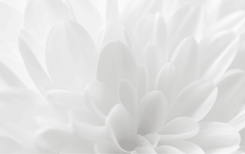 fleur-blanche-petales-minimaliste-zwang-siarnowski-avocat