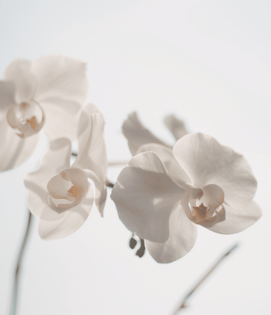 orchidees-plante-blanc-zwang-siarnowski-avocat