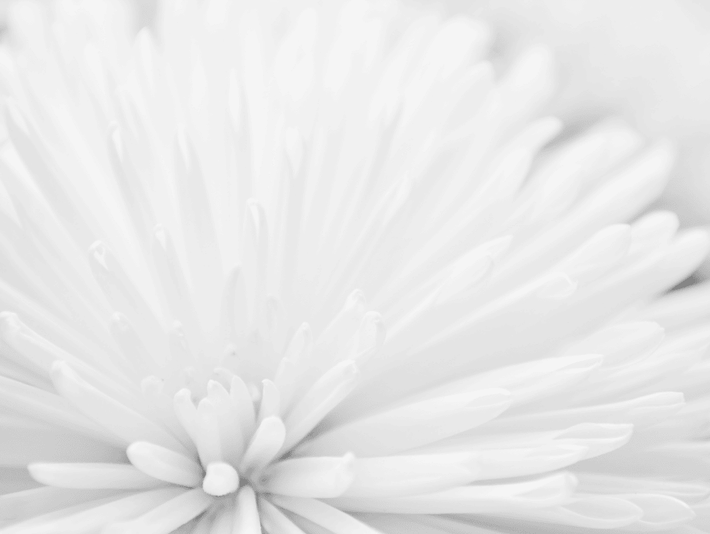 petales-fleur-blanche-zwang-siarnowski-avocat